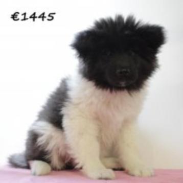 Langharige Amerikaanse Akita pup te koop (teefje), Dieren en Toebehoren, 15 weken tot 1 jaar, Buitenland, Eén hond, Overige rassen