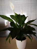 Lepelplant/Spathiphyllum/Peace Lily met wit keramieken pot, Huis en Inrichting, Kamerplanten, Ophalen