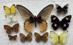 Lot vlinders B keuze, 8 € / alles samen, Animaux & Accessoires, Insectes & Araignées