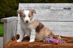 Prachtige Chocolat Red Merle tricolor Border Collie pups, Dieren en Toebehoren, CDV (hondenziekte), Meerdere, 8 tot 15 weken, Meerdere dieren