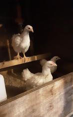 Witte  Wyandotte-kriel   kuikens, Dieren en Toebehoren, Pluimvee, Meerdere dieren, Kip