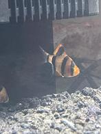 Aquarium vissen 2 st