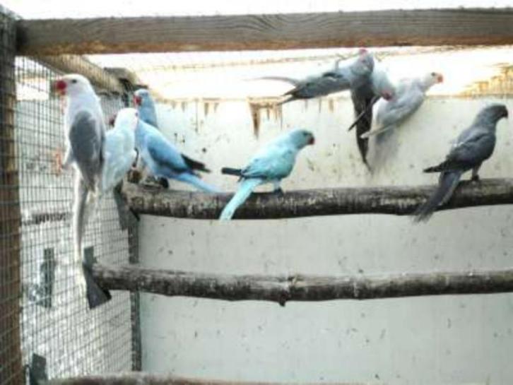 halsbanden, Dieren en Toebehoren, Vogels | Parkieten en Papegaaien, Parkiet, Meerdere dieren, Geringd