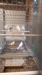 Jonge kanaries, Dieren en Toebehoren