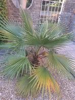 Washingtonia palmboom in 20 liter pot (foto 2-3)., Tuin en Terras, Lente, 100 tot 250 cm, Palmboom, Ophalen