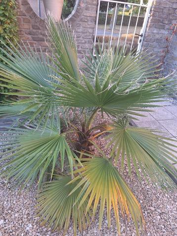 Washingtonia palmboom in 20 liter pot (foto 2-3). beschikbaar voor biedingen