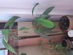 Elke week promoties! Avocado-planten, Ophalen, Fruitplant, Halfschaduw, In pot