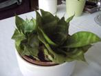 Sanseveria silver star, Huis en Inrichting, Kamerplanten, Ophalen, Overige soorten, Halfschaduw, In pot