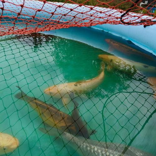 koi's, Dieren en Toebehoren, Vissen | Vijvervissen, Karper of Koi