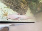 Oxolotte 25 cm aquarium 60 cm, Hagedis