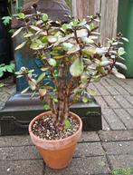 Crassula ovata, Ophalen, Vetplant
