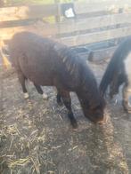 Pony, Dieren en Toebehoren