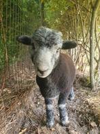 Schapen lam, Dieren en Toebehoren, Schapen, Geiten en Varkens