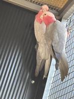 Rose Kakatoe kweekkoppel, Dieren en Toebehoren, Meerdere dieren, Papegaai, Geringd