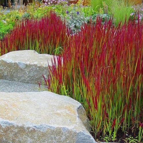 Vuurrood siergras - JAPANS BLOEDGRAS, Tuin en Terras, Planten | Tuinplanten, Vaste plant, Siergrassen, Volle zon, Ophalen