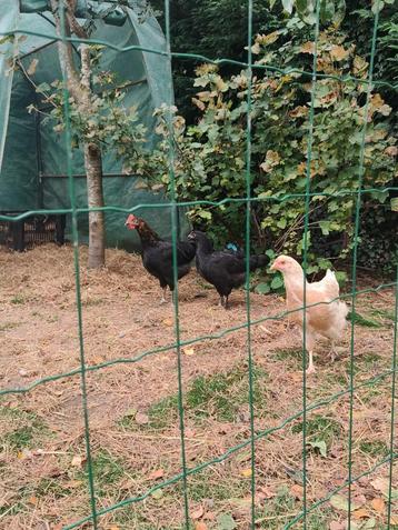 Jonge haan en hennen  beschikbaar voor biedingen