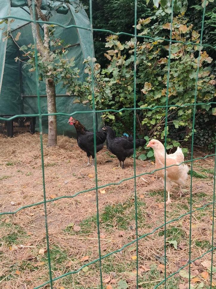Jonge haan en hennen, Dieren en Toebehoren, Pluimvee, Kip, Meerdere dieren