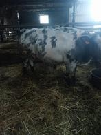 Koeien, Dieren en Toebehoren, Runderen