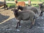 LEES GRONDIG Schapen, rammen.(Ardeens Vossekop), Meerdere dieren, Schaap, 0 tot 2 jaar