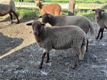 LEES GRONDIG Schapen, rammen.(Ardeens Vossekop) beschikbaar voor biedingen