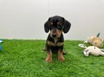Nestje Standaard Teckel pups, Dieren en Toebehoren, België, Standaard, 8 tot 15 weken, Korthaar