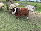 Baggerbonte ooi, Dieren en Toebehoren, Schaap, Vrouwelijk, 0 tot 2 jaar