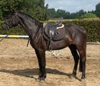3-jarige merrie van Pegase van het Ruytershof, Dieren en Toebehoren, Paarden, Merrie, Zadelmak