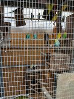 Parkieten, Dieren en Toebehoren, Vogels | Parkieten en Papegaaien