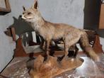 Renard naturalisé, Collections, Collections Animaux, Enlèvement ou Envoi, Comme neuf, Animal sauvage, Animal empaillé