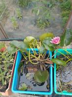 waterlelie - waterplanten, Ophalen of Verzenden, Nieuw