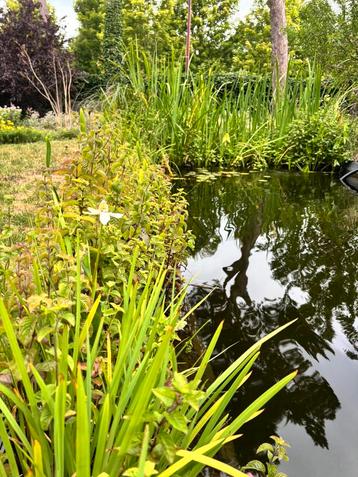 Allerlei vijverplanten beschikbaar voor biedingen