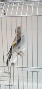 distelvink, Dieren en Toebehoren, Vogels | Overige Vogels