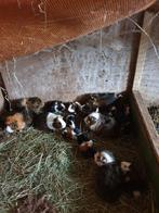 Cavia’s, Dieren en Toebehoren, Pluimvee
