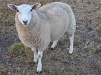 Swifter ooien, Vrouwelijk, Schaap, 0 tot 2 jaar