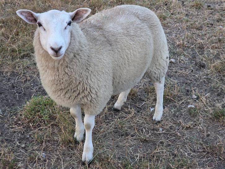Swifter ooien, Dieren en Toebehoren, Schapen, Geiten en Varkens, Schaap, Vrouwelijk, 0 tot 2 jaar