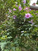 2 hibiscus op stam, Tuin en Terras, Ophalen