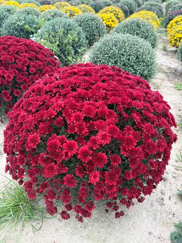 Zeer sterke Chrysanten in alle kleuren beschikbaar voor biedingen