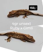 Leuke Tricolor wimpergekko baby, Dieren en Toebehoren, Reptielen en Amfibieën, Hagedis, Tam, 0 tot 2 jaar