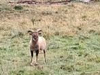 Soay ramlam april 2025, Dieren en Toebehoren, Schapen, Geiten en Varkens
