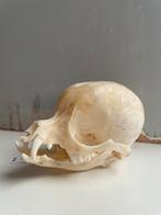 Schedel chihuahua, Verzamelen, Dierenverzamelingen, Ophalen of Verzenden, Nieuw, Hond of Kat, Schedel