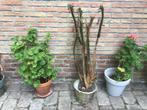 Cactus, Ophalen