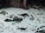Longfunctie ancistrus, Dieren en Toebehoren, Vissen | Aquariumvissen