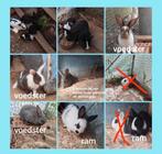 Mix Franse hangoor konijntjes te koop, Dieren en Toebehoren, Konijnen, Hangoor