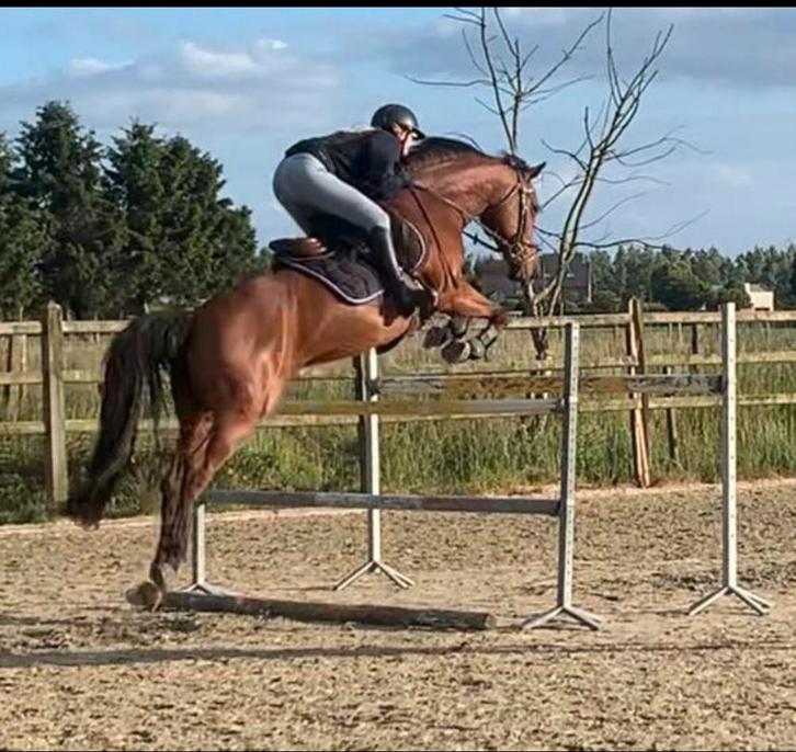 springpaard ruin, Dieren en Toebehoren, Paarden, Ruin, Niet van toepassing, 165 tot 170 cm, 11 jaar of ouder, Springpaard, Met stamboom