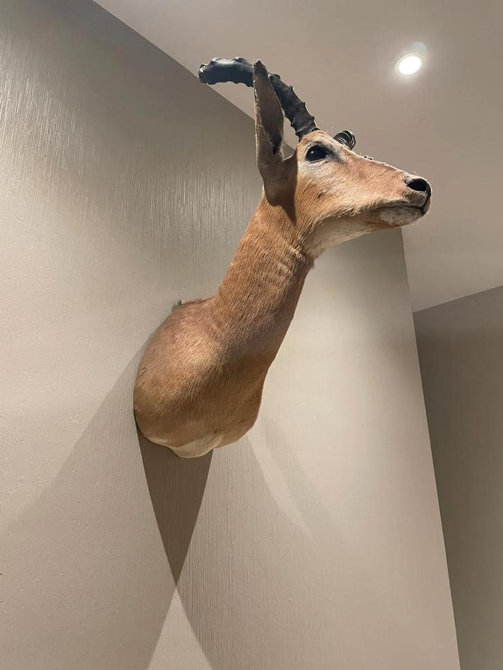 Gazelle Wandtrofee – Topstaat, Verzamelen, Dierenverzamelingen, Ophalen