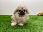 Pekingees pup, België, 8 tot 15 weken, Eén hond, CDV (hondenziekte)