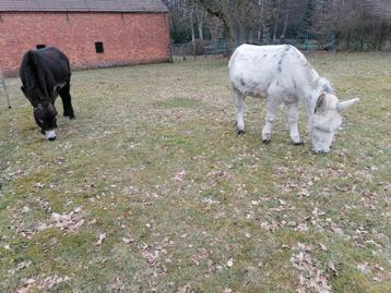 Gratis ezelmest van deze twee jongens beschikbaar voor biedingen