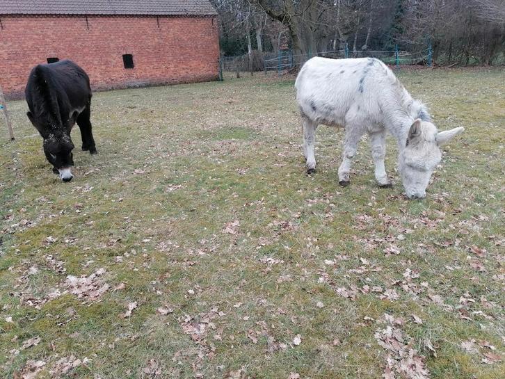 Gratis ezelmest van deze twee jongens, Tuin en Terras, Aarde en Mest, Ophalen