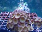 Nuclear Death Palys (Zoanthus gigantus), Ophalen, Nieuw, Overige typen