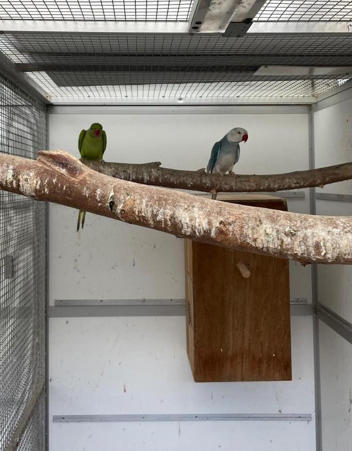 Opaline wkws halsband parkiet halsbandparkieten kweekkoppel, Dieren en Toebehoren, Vogels | Parkieten en Papegaaien, Parkiet, Meerdere dieren